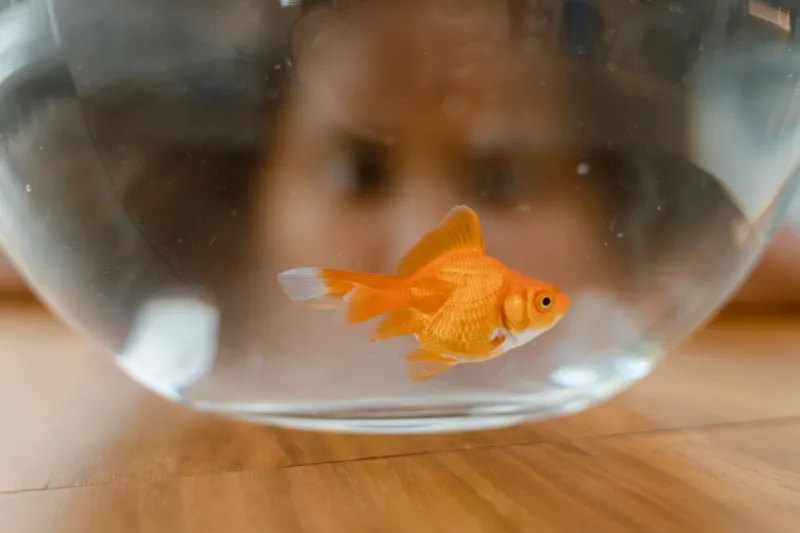 Shuffle Up and Blame the Fish: One Goldfish, One Tournament, Zero Prep